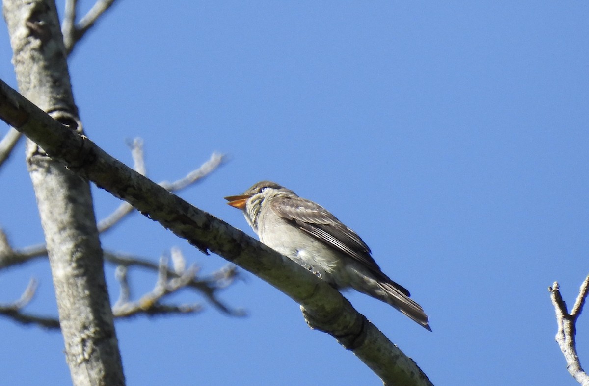 Western Wood-Pewee - ML620683112