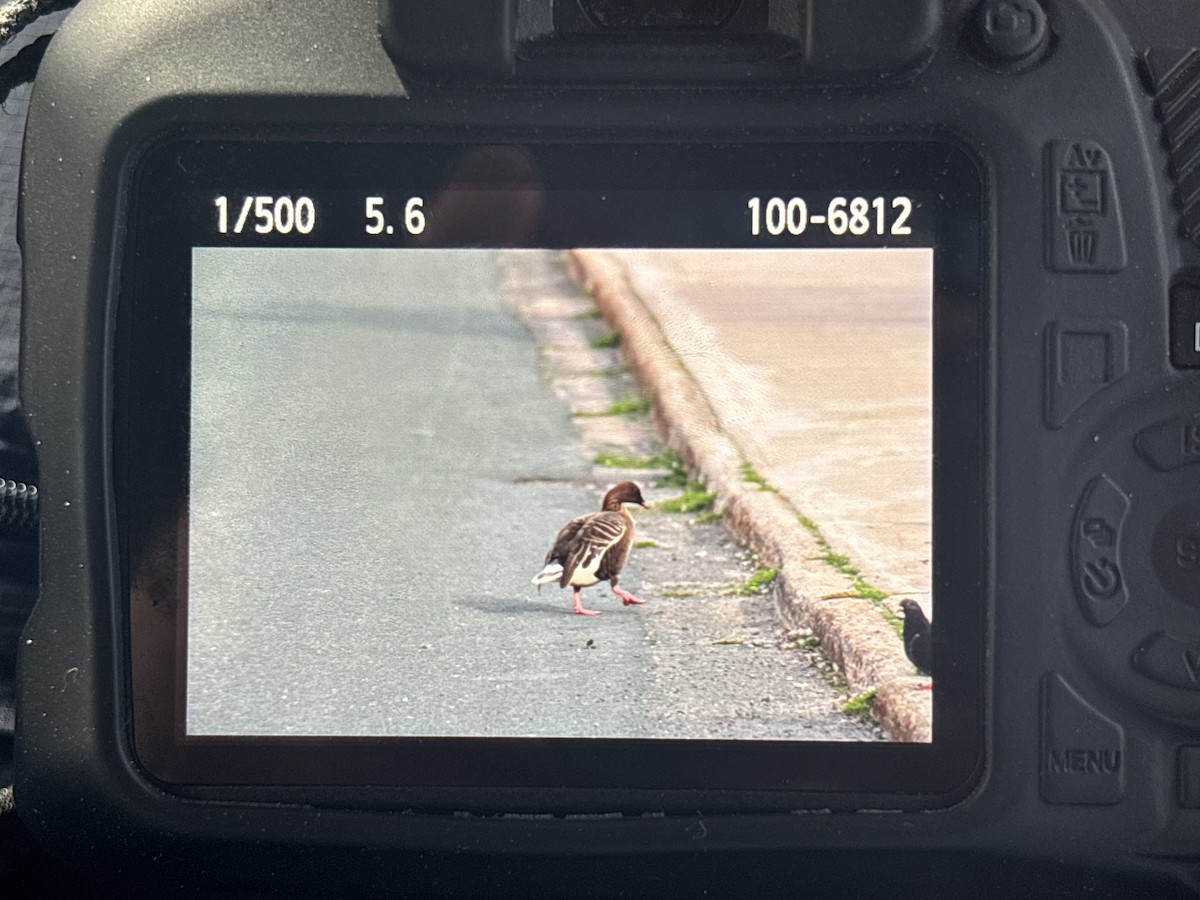 Pink-footed Goose - ML620683114