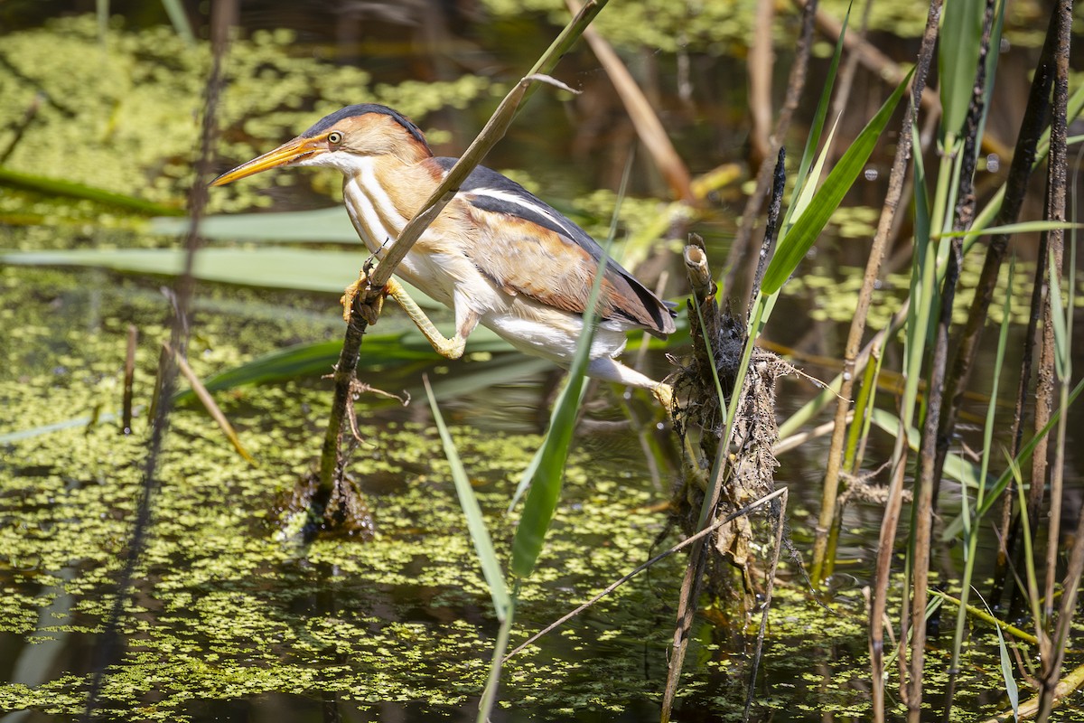 Least Bittern - Kris Long