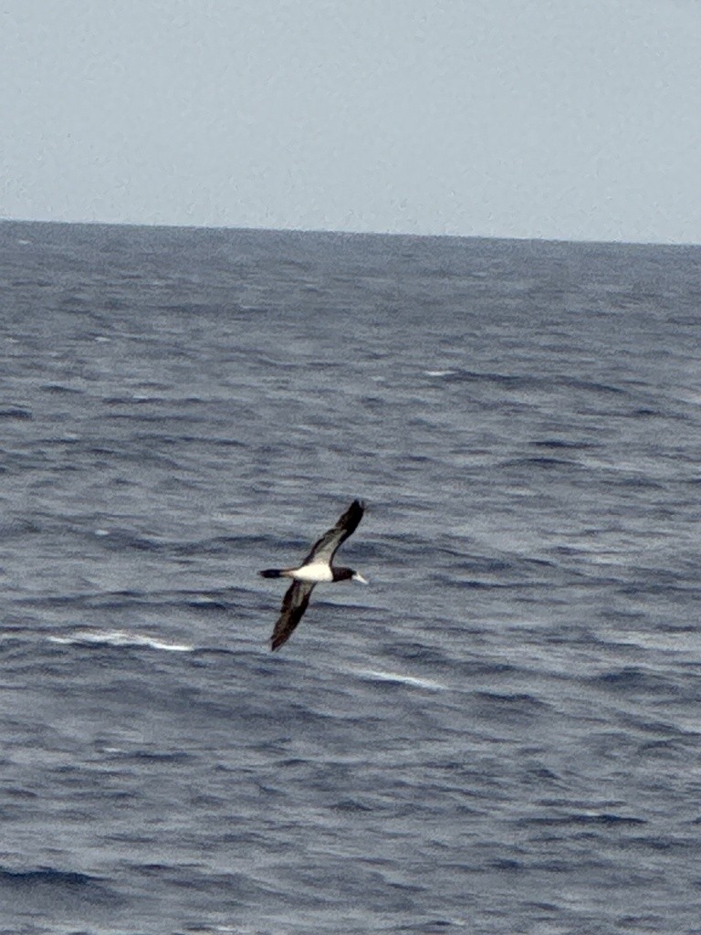 Brown Booby - ML620683120