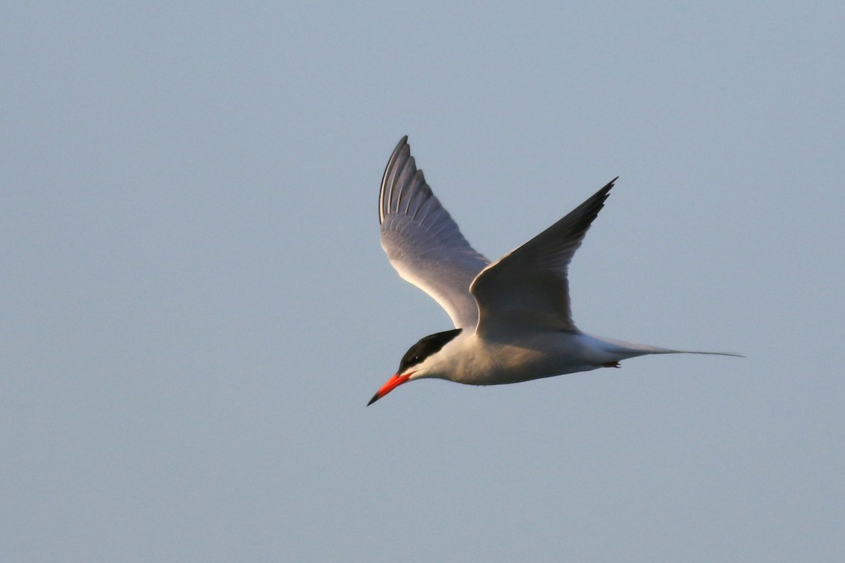 Common Tern - ML620683123