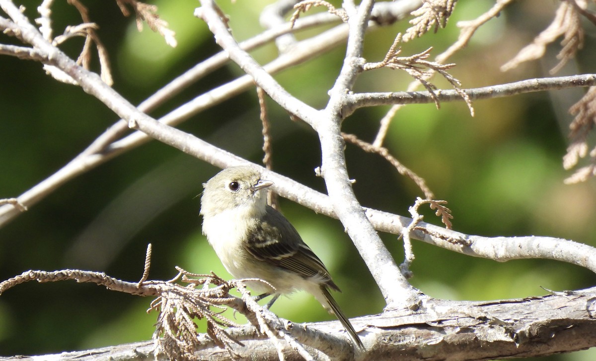 Hutton's Vireo - ML620683124