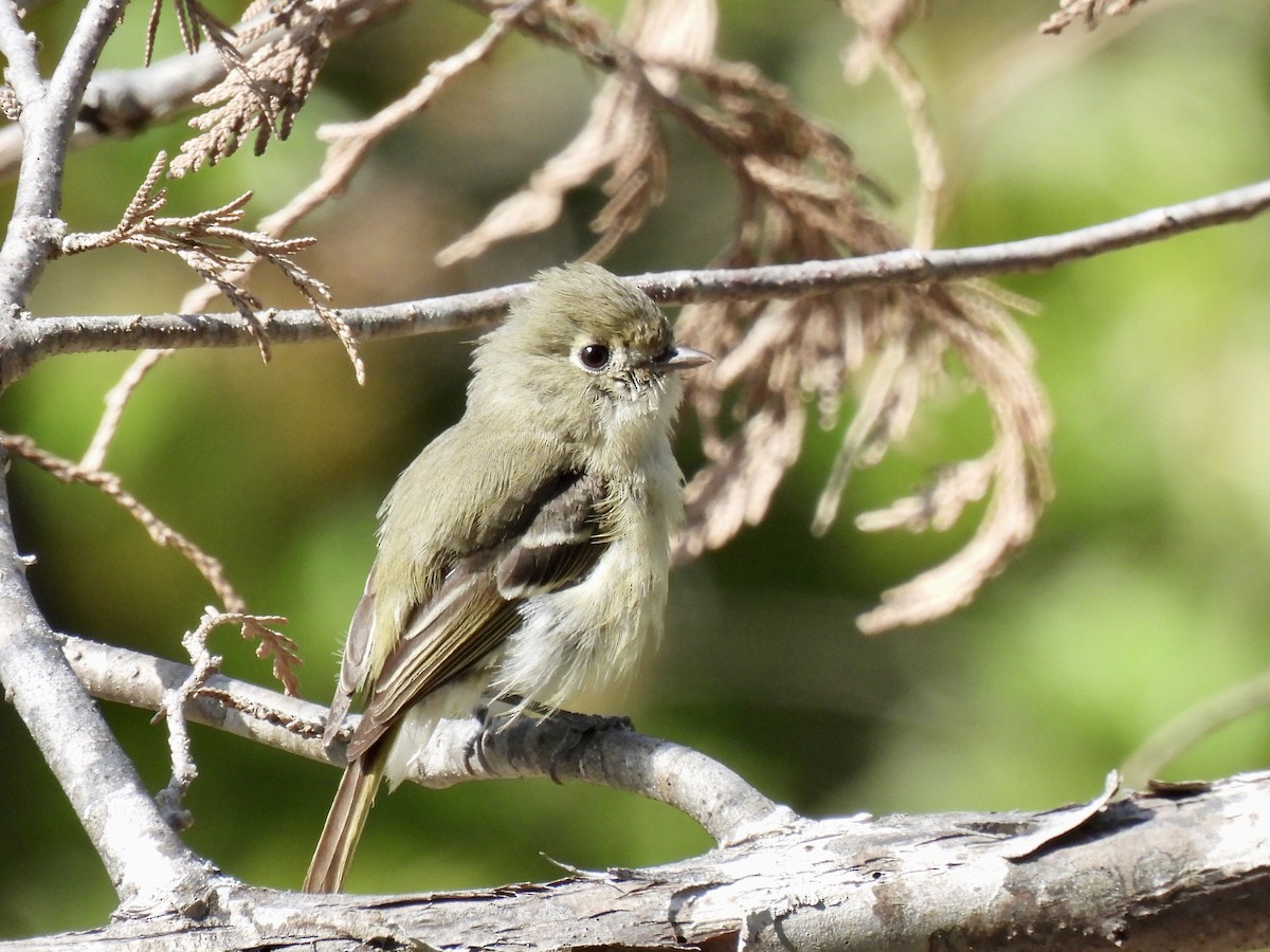 Hutton's Vireo - pierre geoffray