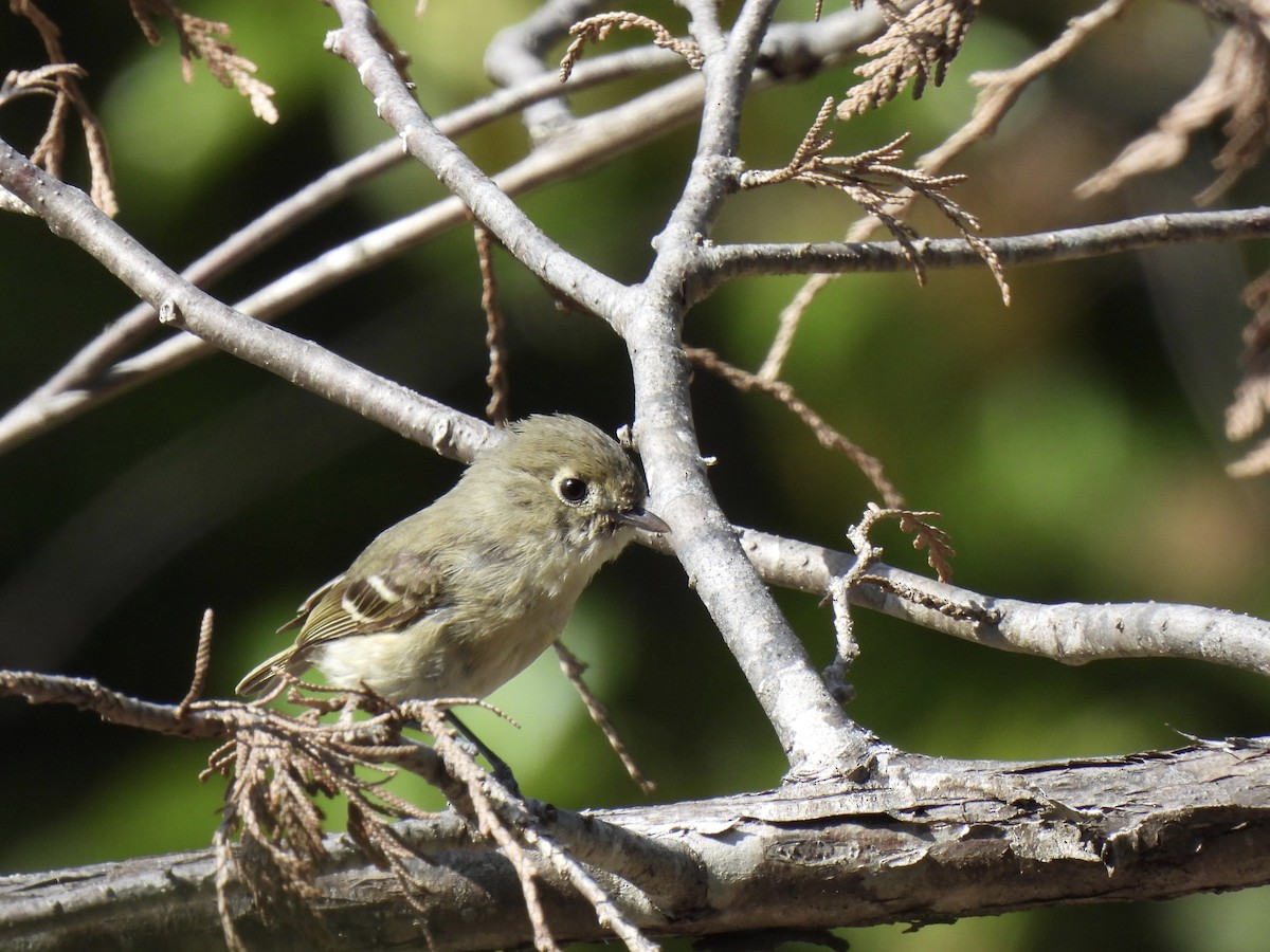 Vireo de Hutton - ML620683127