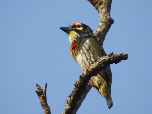 Coppersmith Barbet - ML620683128