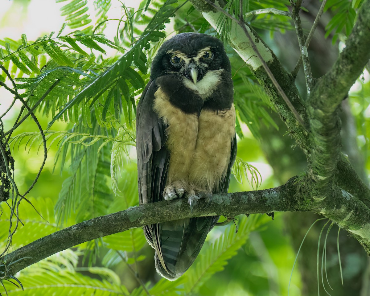 Spectacled Owl - ML620683129