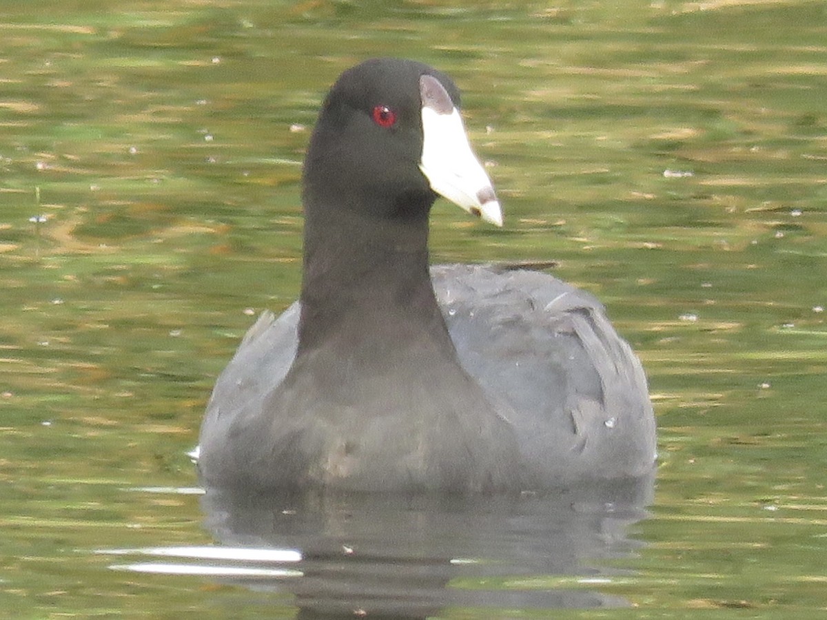 Foulque d'Amérique - ML620683131