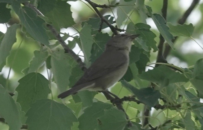 Common Chiffchaff - Josef Trojan