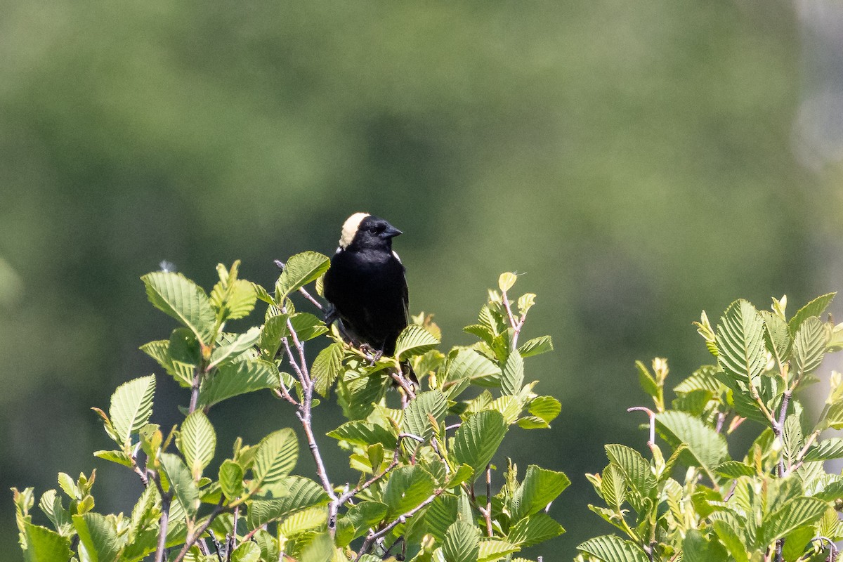 bobolink americký - ML620683140