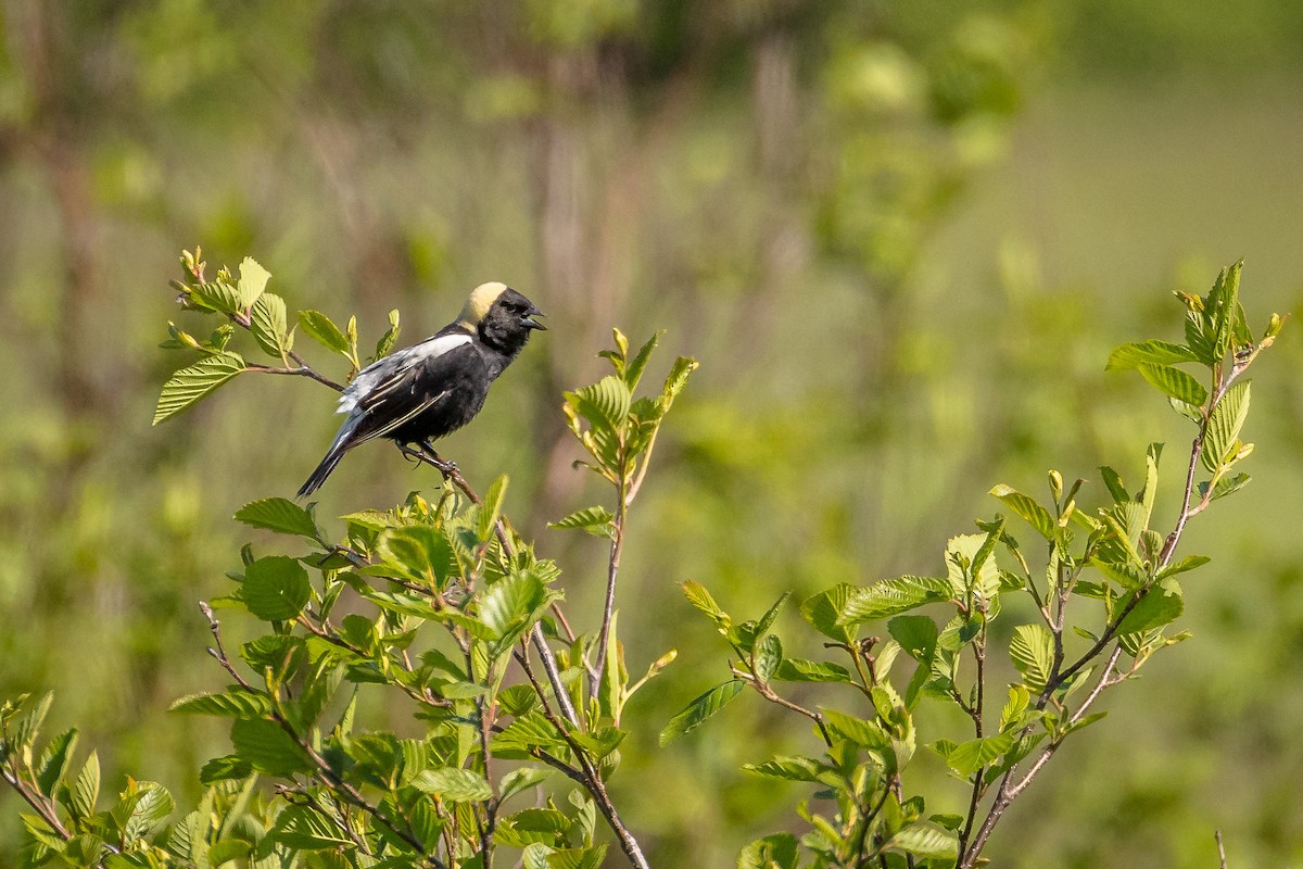 bobolink americký - ML620683141