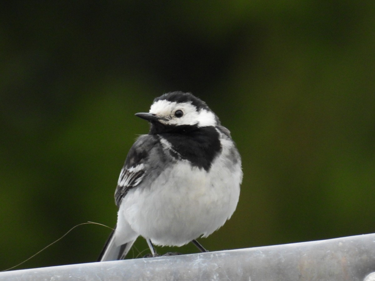 White Wagtail - ML620683144