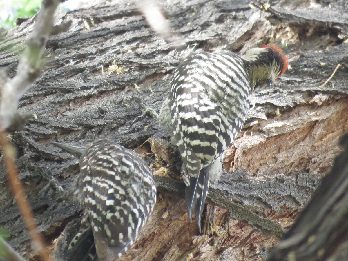 Ladder-backed Woodpecker - ML620683151