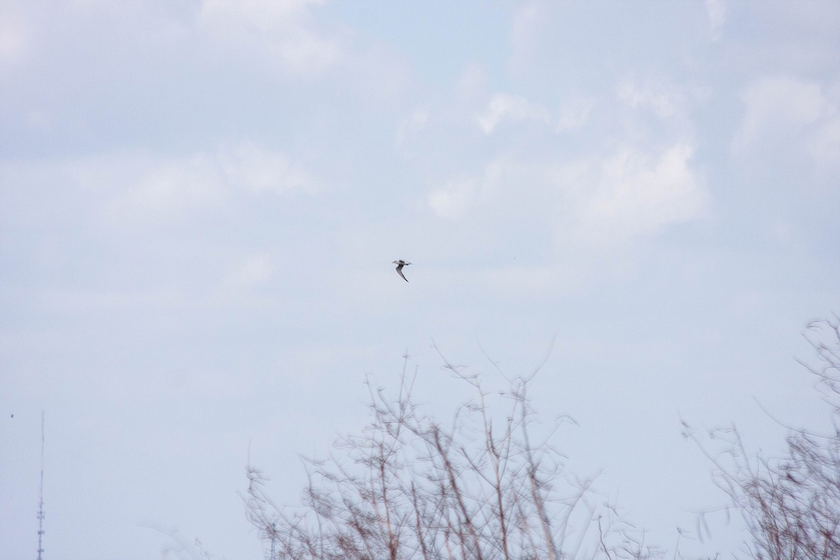 Gull-billed Tern - ML620683157