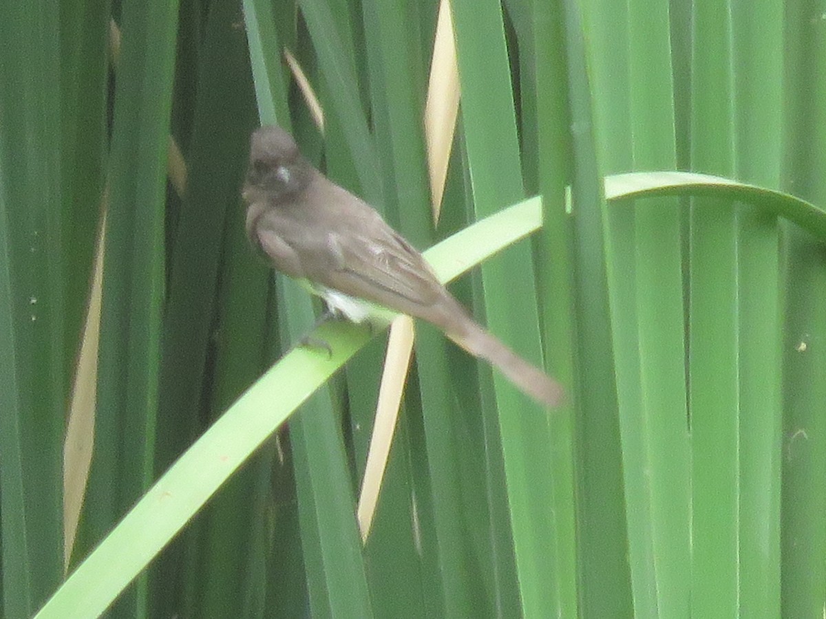 Black Phoebe - ML620683167