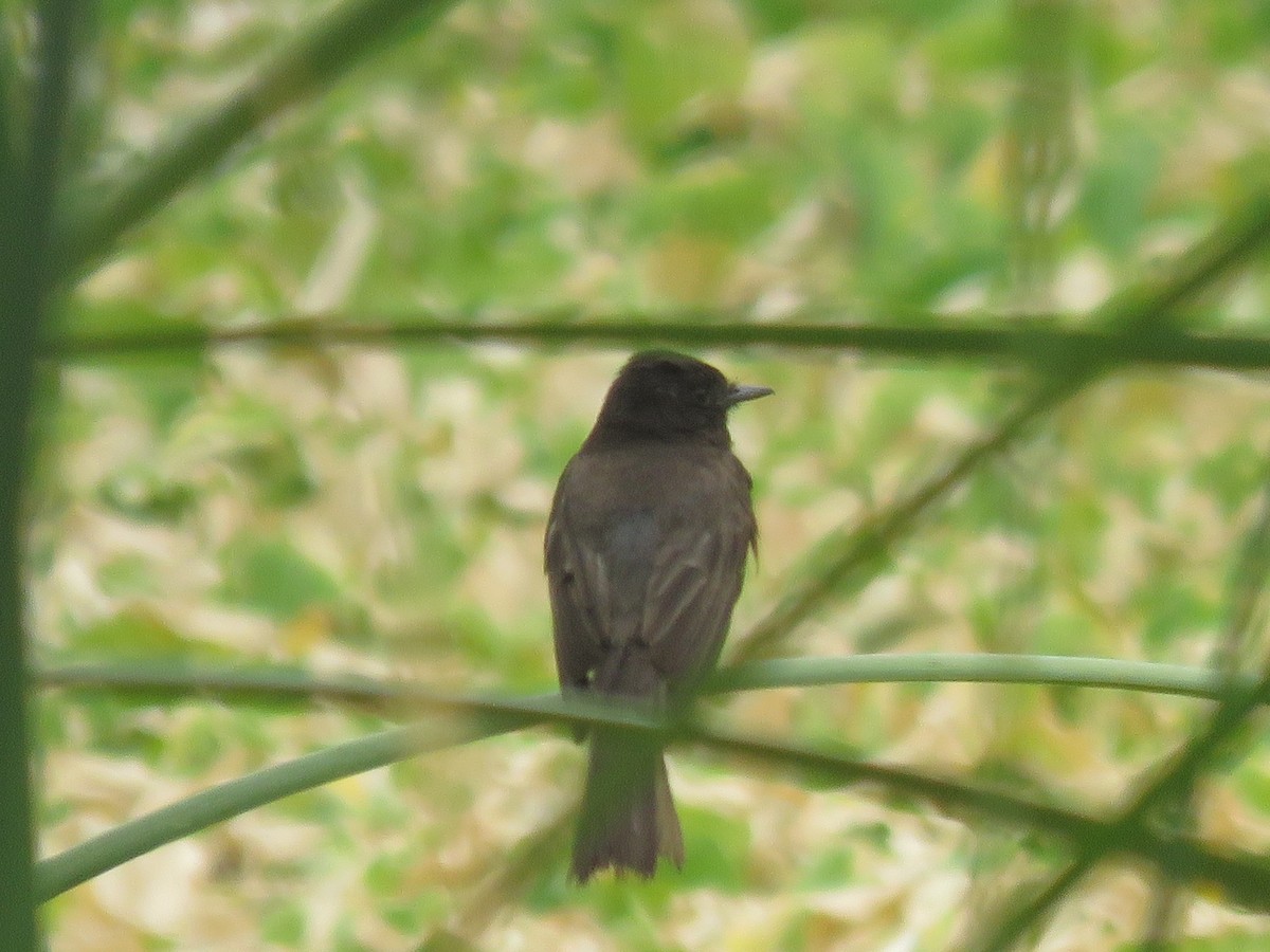 Black Phoebe - ML620683168