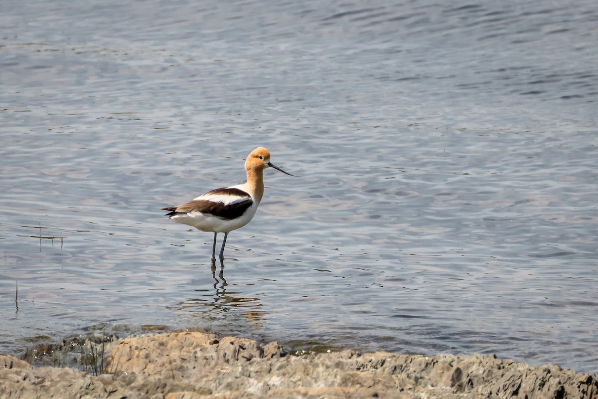 American Avocet - Rémi Regnault