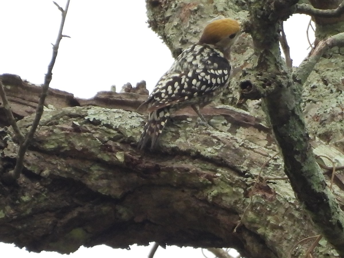 Yellow-crowned Woodpecker - ML620683172
