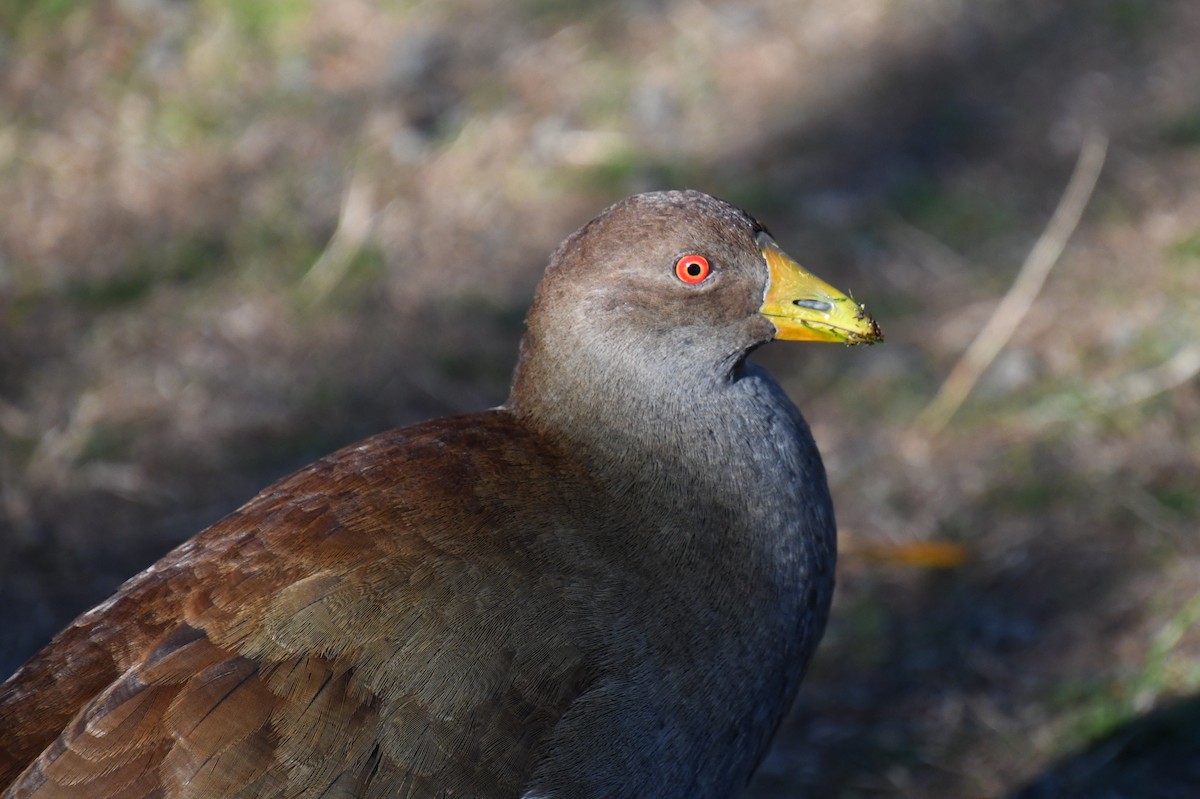 Gallinule de Tasmanie - ML620683174