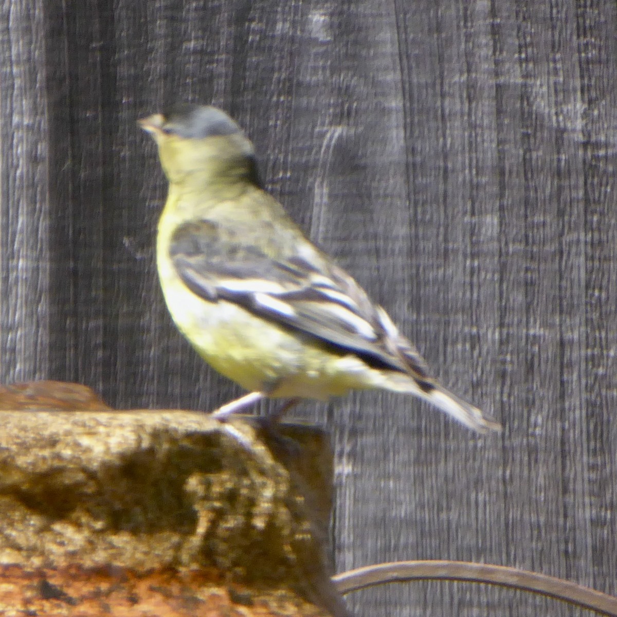 Lesser Goldfinch - ML620683175