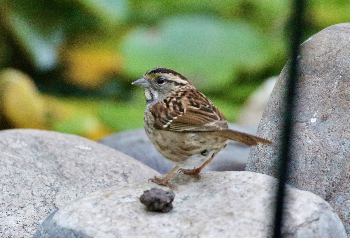 White-throated Sparrow - ML620683180