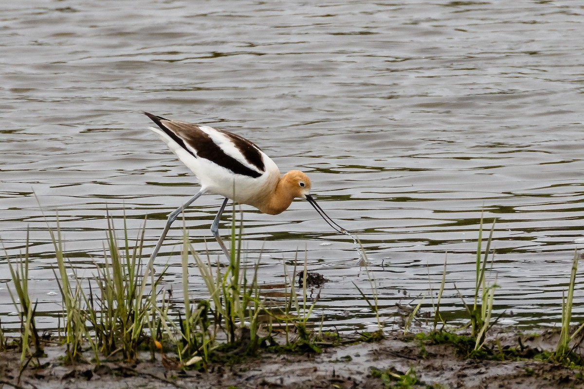 American Avocet - Rémi Regnault