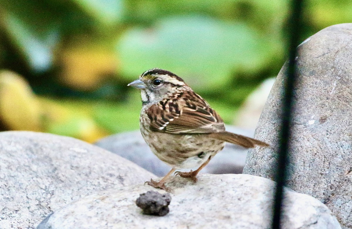 White-throated Sparrow - ML620683188