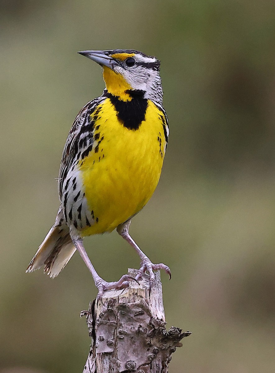 Eastern Meadowlark - ML620683190