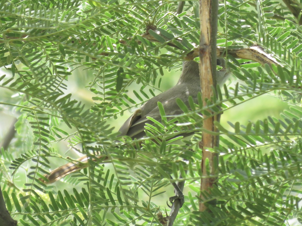 Brown-crested Flycatcher - ML620683191