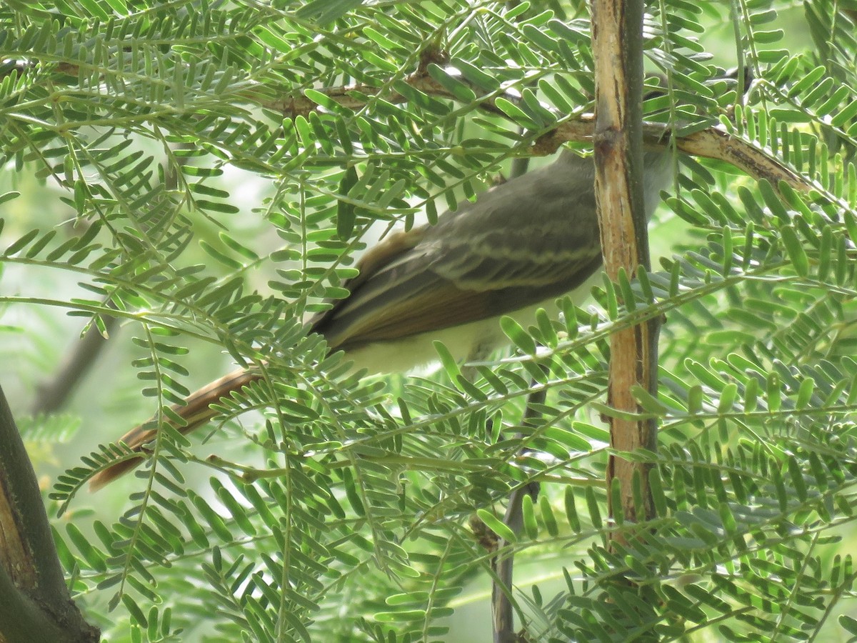 Brown-crested Flycatcher - ML620683192