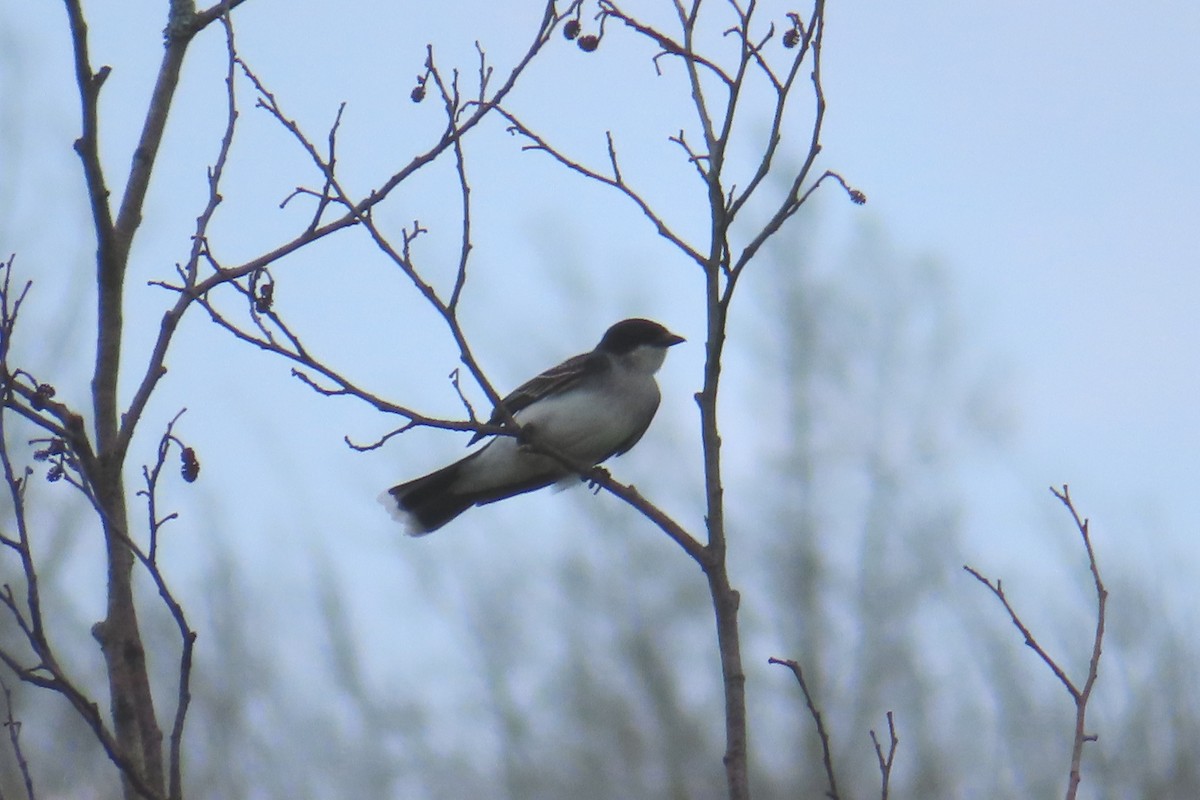 Eastern Kingbird - ML620683197