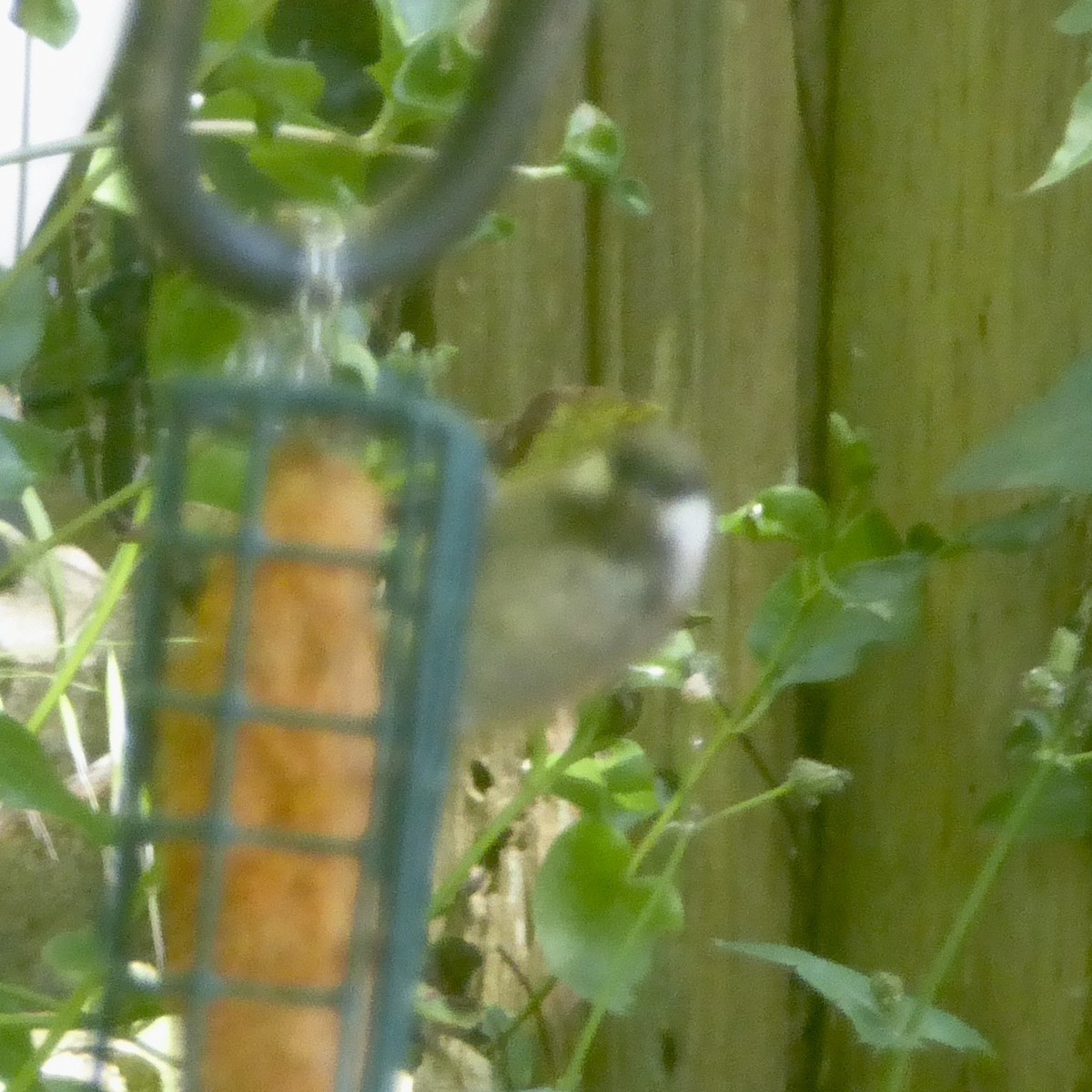 Chestnut-backed Chickadee - ML620683200