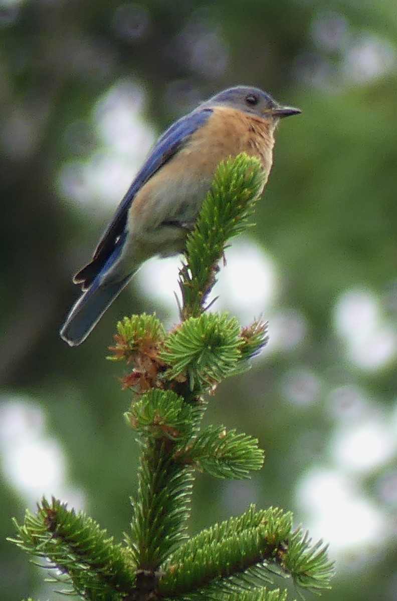 Eastern Bluebird - Peter Lane