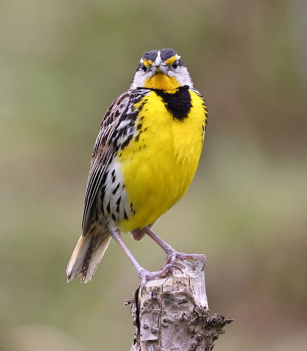 Eastern Meadowlark - ML620683205