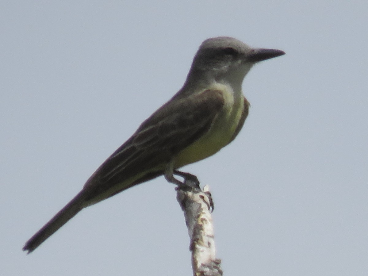 Tropical Kingbird - ML620683207