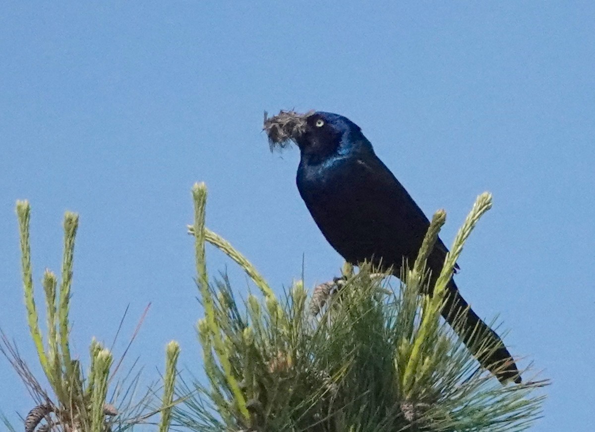 Common Grackle - ML620683209