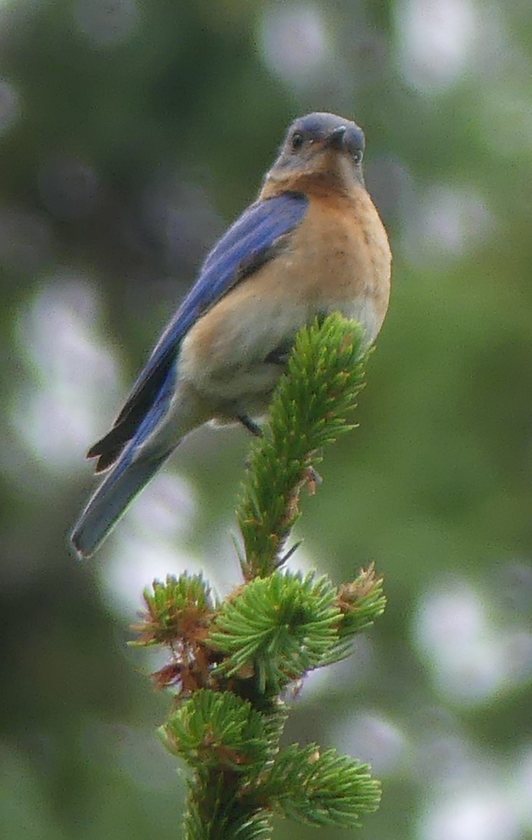 Eastern Bluebird - ML620683211