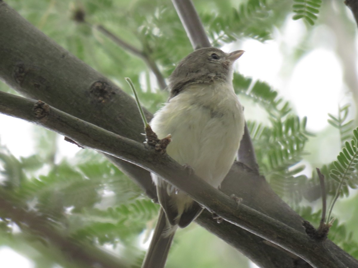 Bell's Vireo - Anonymous