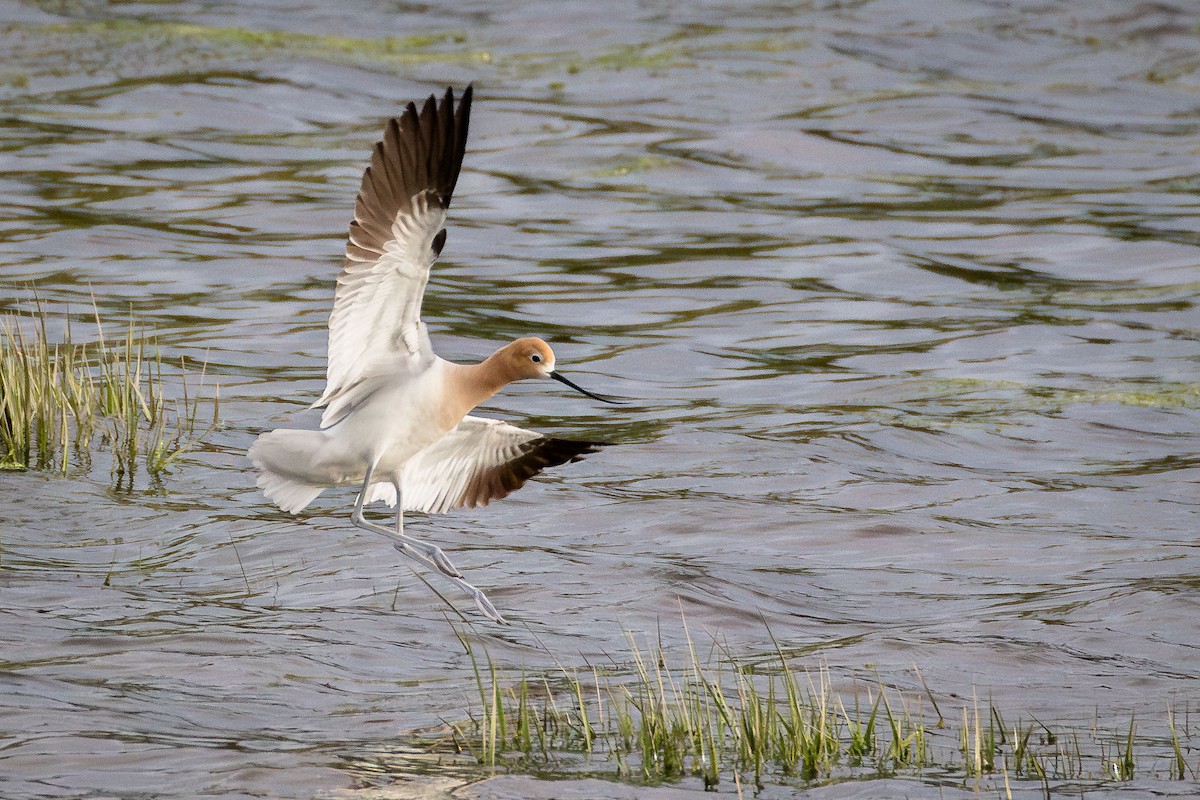 Avoceta Americana - ML620683216