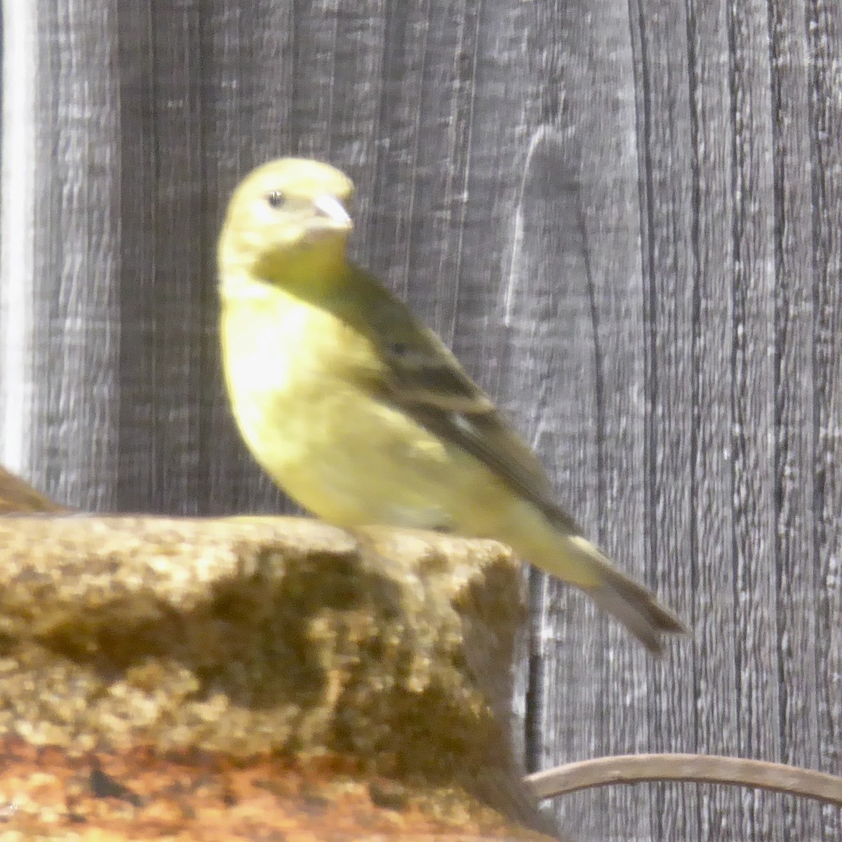 Lesser Goldfinch - ML620683225