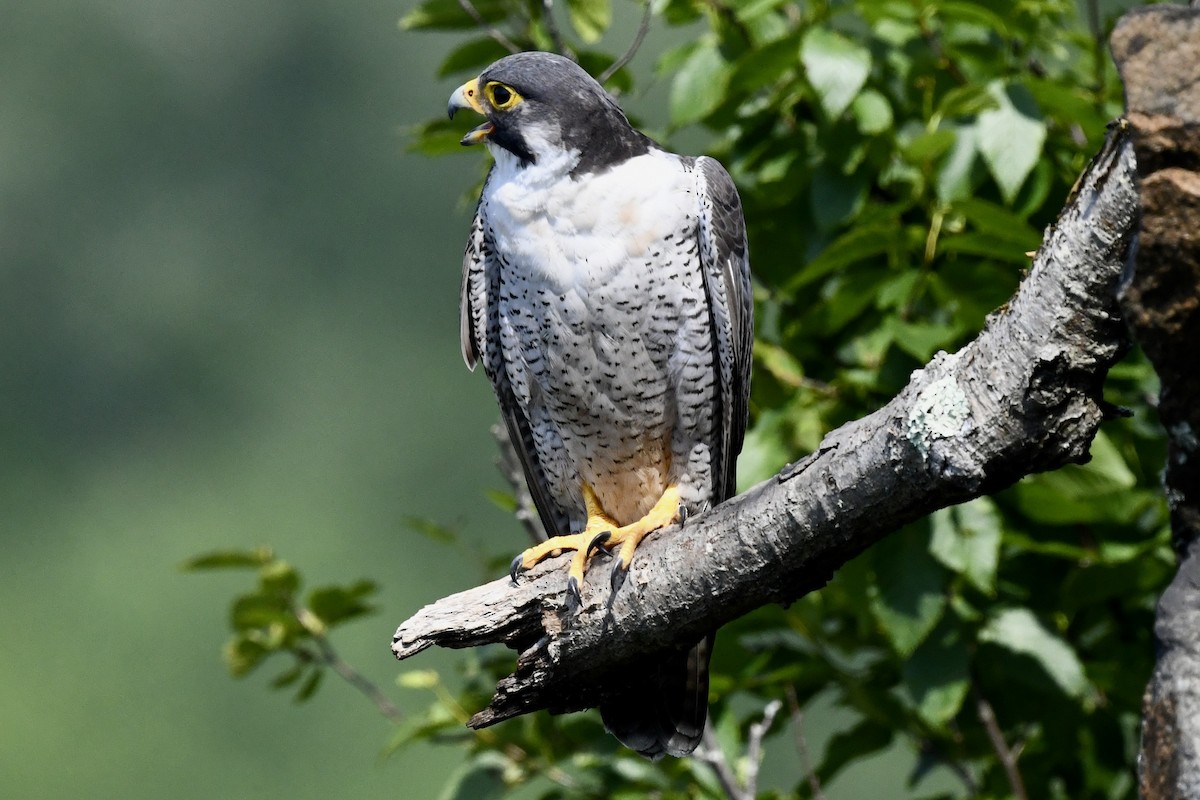 Peregrine Falcon - ML620683227