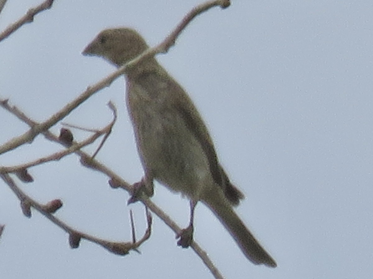 House Finch - ML620683229