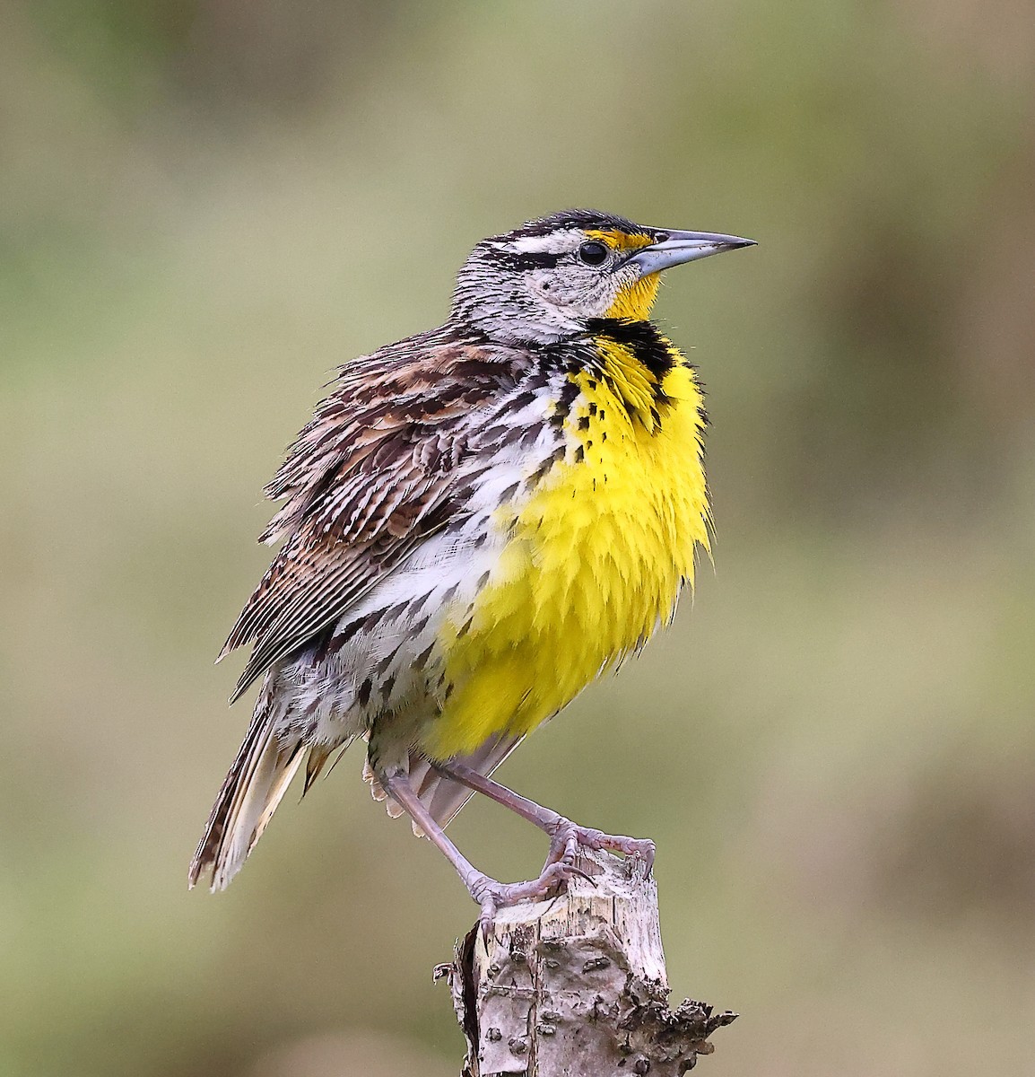 Eastern Meadowlark - ML620683230