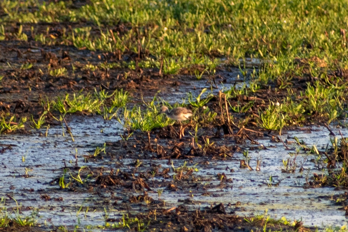 Black-necked Stilt - ML620683231