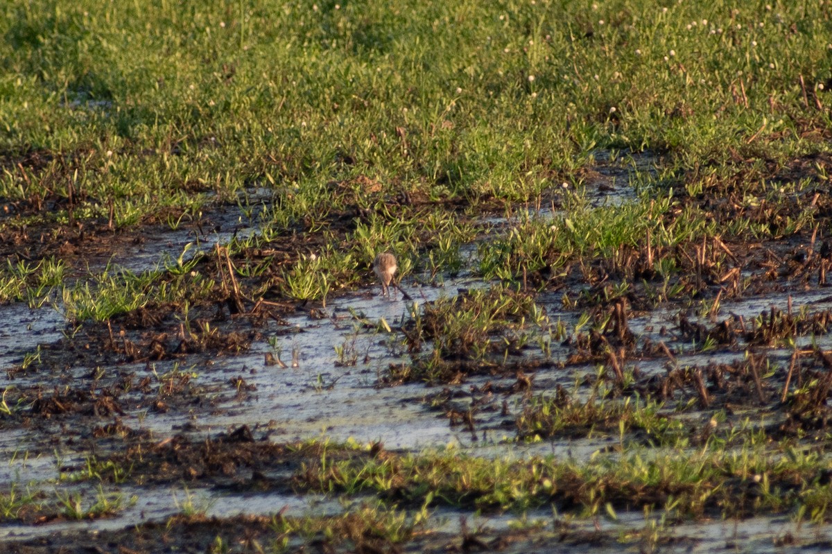 Cigüeñuela Cuellinegra - ML620683233