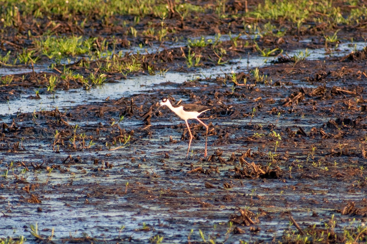 Black-necked Stilt - ML620683234