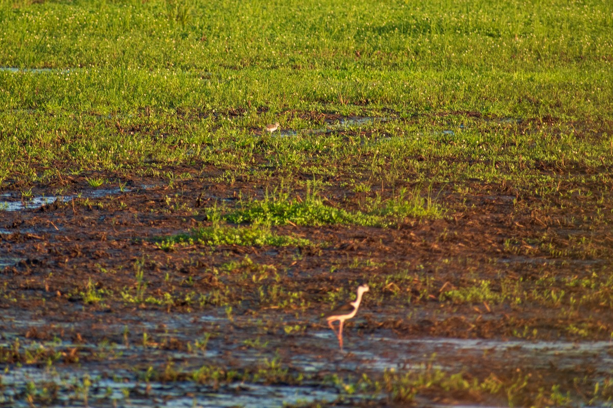 Black-necked Stilt - ML620683236