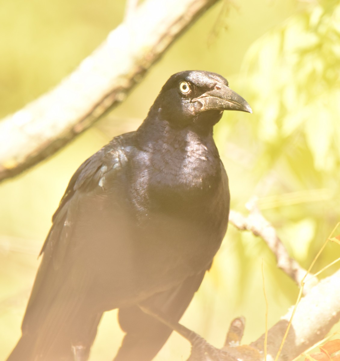 Great-tailed Grackle - ML620683238