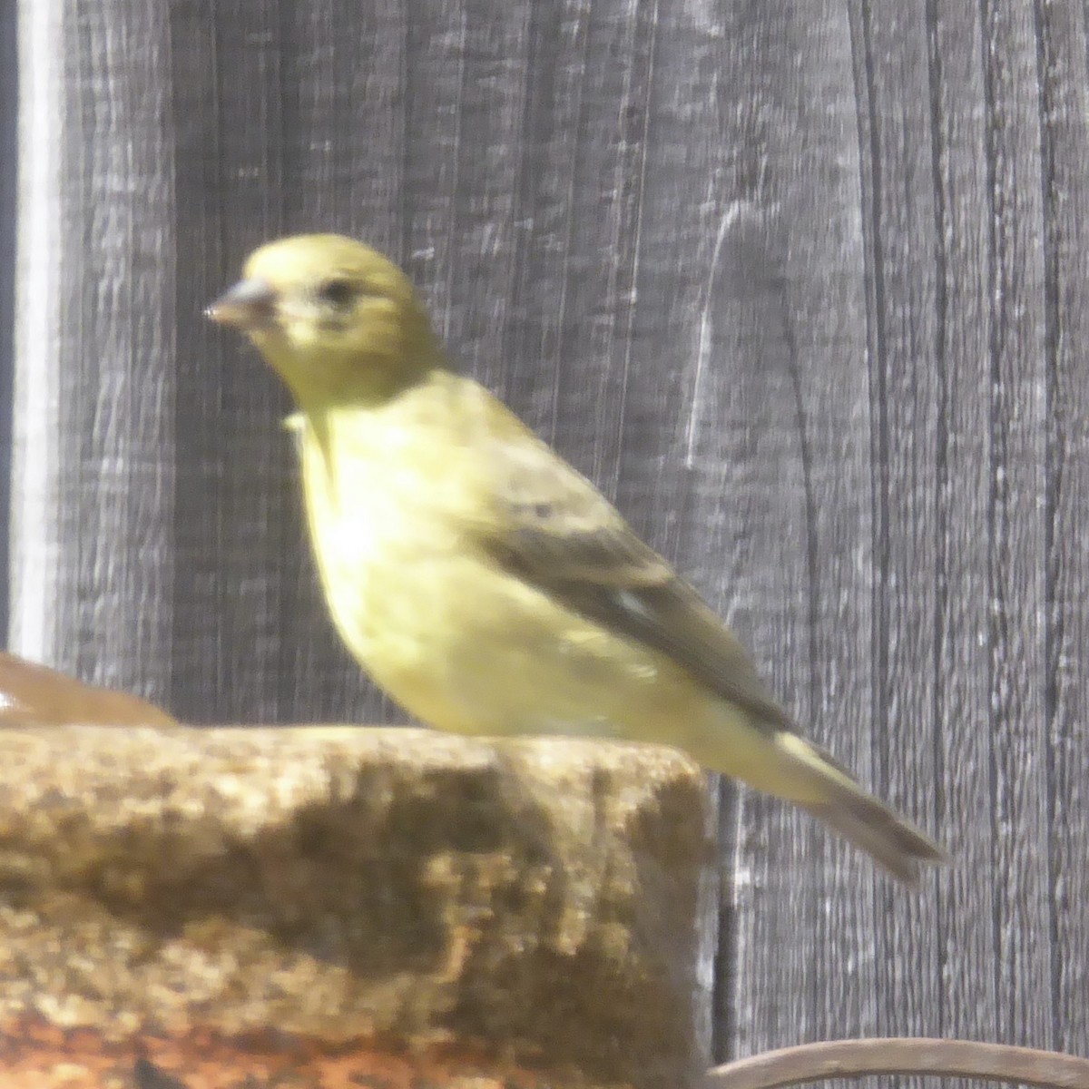 Lesser Goldfinch - ML620683240