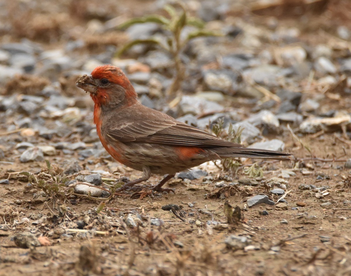 House Finch - ML620683242