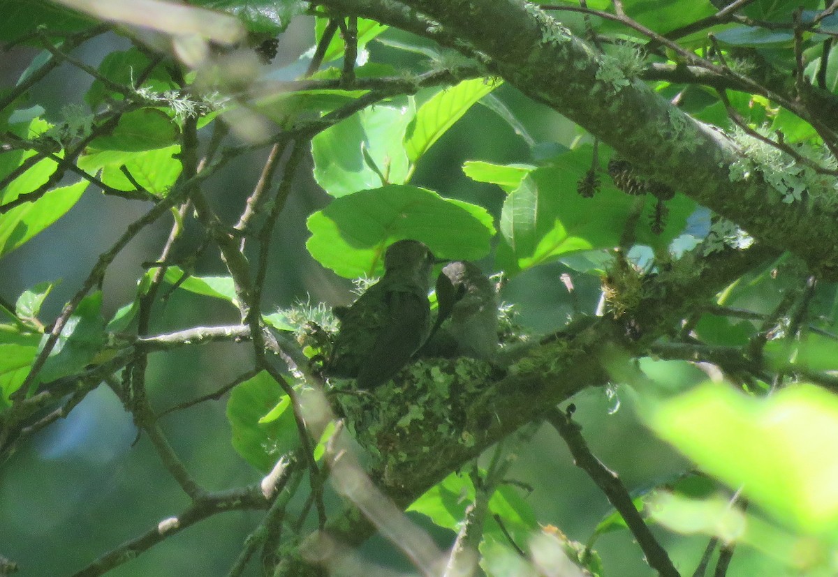 Anna's Hummingbird - ML620683243